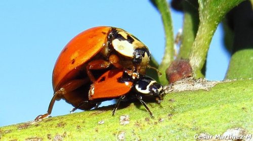 Larva Eriopis connexa